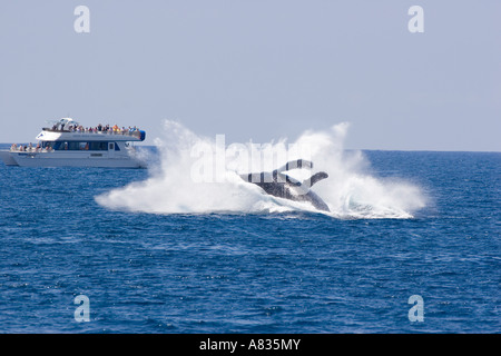 Il Humpback Whale, Megaptera novaeangliae, fa una grande splash violare per fare whale watching off Maui, Hawaii . Foto Stock