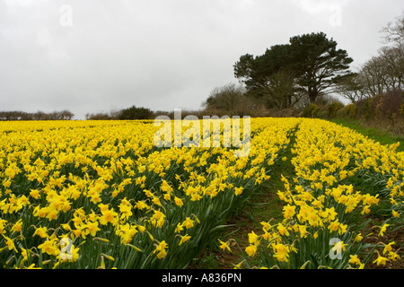 Forti linee in un campo di Daffodil Foto Stock