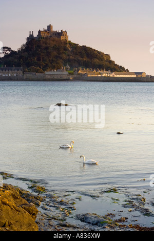 Due cigni nuotare nella parte anteriore di Saint Michaels Mount ls Cornwall Regno Unito Foto Stock