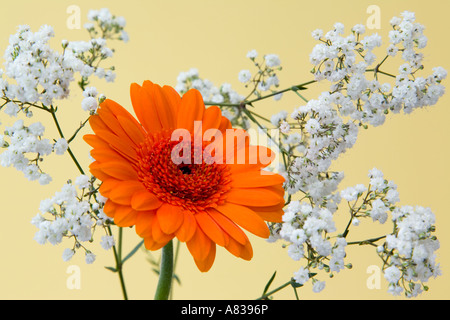 Studio still life Floreali Composizioni floreali orange gerbera Optima fiore bianco con Gypsophila pallido su sfondo giallo Foto Stock