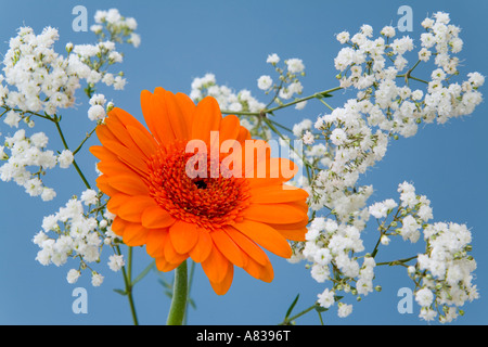 Studio still life Floreali Composizioni floreali orange gerbera Optima fiore con Gypsophila bianca su sfondo blu Foto Stock