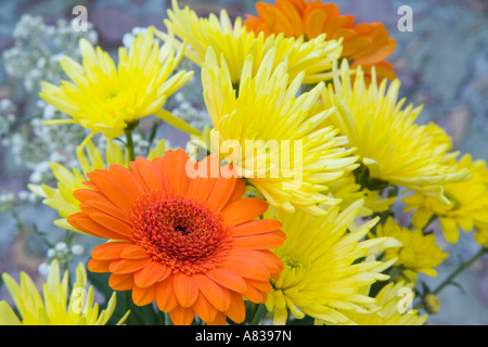 Addobbo Floreale orange gerbera Optima fiore giallo e i crisantemi a chiazze di colore blu pallido sfondo verde Foto Stock