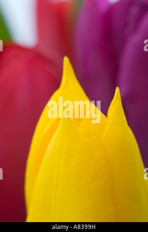 Addobbo Floreale giallo Tulipa fiore in stretta fino a rosso e viola i tulipani fuori fuoco in background Foto Stock