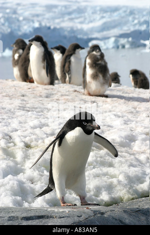 I pinguini di Gentoo su Isola Peterman,Antartico peninsulare. Foto Stock