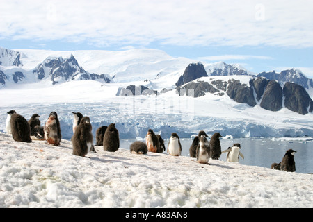 Gentoo più grande colonia di pinguini in Antartide sull isola Peterman,Antartico peninsulare. Foto Stock