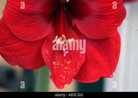 Una libertà Amaryllis in piena fioritura. Foto Stock