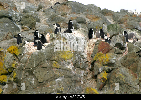 Isole Aitcho sono coperti con colorati muschi e licheni sono un rifugio e luogo di allevamento per Gentoo e pinguini Chinstrap Foto Stock