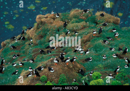 Santuario della fauna selvatica di Puffin colony a Dyrholaey Islanda nord europa Foto Stock