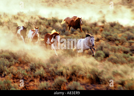 Cavalli in esecuzione attraverso la spazzola di salvia sollevando la polvere in Oregon Foto Stock