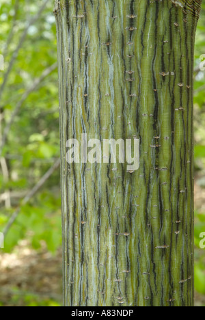 Striped Maple Acer pensylvanicum Tree sul lato di un sentiero escursionistico durante i mesi primaverili in una Nuova Inghilterra forest USA Foto Stock