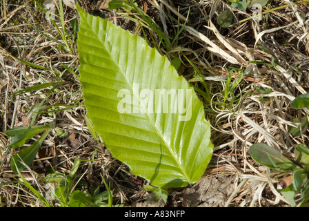 American Faggio - Fagus grandifolia- foglie durante i mesi primaverili in Nuova Inghilterra USA Foto Stock