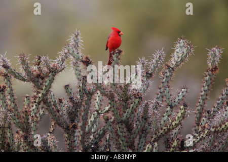 A nord del Cardinale Cardinalis cardinalis nel Parco Regionale delle Montagne di McDowell ad est di Phoenix vicino a Fountain Hills Arizona Foto Stock