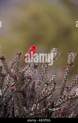 A nord del Cardinale Cardinalis cardinalis nel Parco Regionale delle Montagne di McDowell ad est di Phoenix vicino a Fountain Hills Arizona Foto Stock