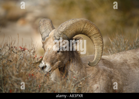 Peninsular Bighorn Ovis canadensis cremnobates Anza Borrego Desert State Park California Foto Stock