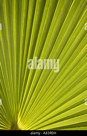 California Fan Palms Washingtonic filifera nel Borrego Palm Canyon oasi Anza Borrego Desert State Park California Foto Stock