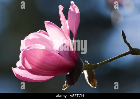 Magnolia campbellii subsp. mollicomata close-up di fiori di North Yorkshire England Regno Unito Aprile Foto Stock