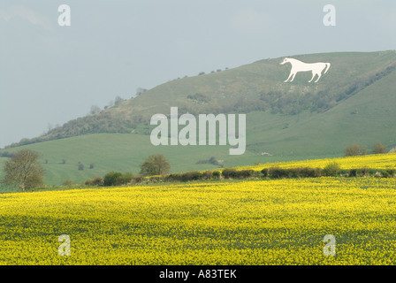 Westbury White Horse, Wiltshire, Inghilterra UK HOMER SYKES Foto Stock