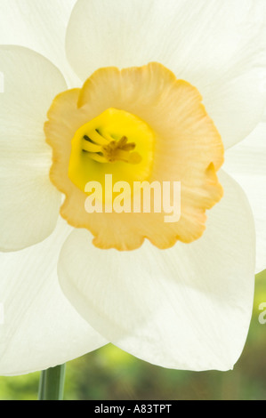 Narcissus Salome divisione 2 daffodil fioritura di close-up aprile West Yorkshire Garden Regno Unito Foto Stock