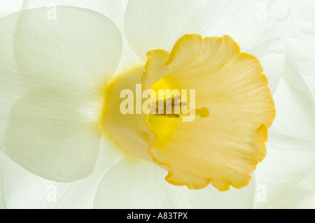 Narcissus Salome divisione 2 daffodil Fioritura Aprile West Yorkshire Garden Regno Unito Foto Stock