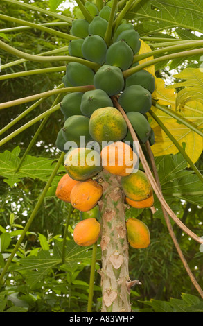 Albero di papaia (Carica papaya) con la maturazione dei frutti che crescono direttamente dal tronco Eden Project Cornwall Regno Unito Europa Foto Stock