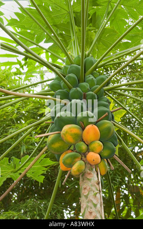 La papaia (Carica papaya) maturazione dei frutti, trunk e lascia l'Eden Project Cornwall Inghilterra UK Europa Foto Stock