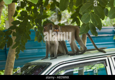 Macachi mangiatori di granchi (Macaca fascicularis) Coppia adulta, sul tetto del veicolo, Malaysia Foto Stock