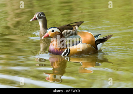 Mandarin anatre (Aix galericulata) coppia in acqua aprile Martin Mere Wildfowl and Wetlands Trust wigan greater manchester LANCASHIRE REGNO UNITO Foto Stock