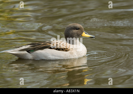 Chiazzato Teal (Anas flavirostris oxyptera) "arpa winged Teal' sottospecie Martin Mere Wildfowl and Wetlands Trust Burscough LANC Foto Stock