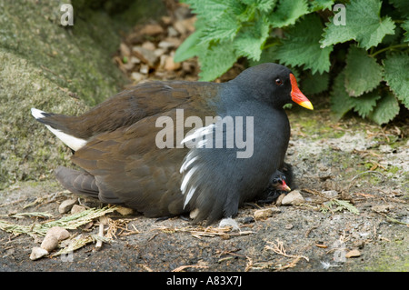 Comune (Moorhen Gallinula chloropus) sedimentazione per la notte con la sua covata Merseyside England Uk Trust wigan greater manchester LANCASHIRE REGNO UNITO Foto Stock