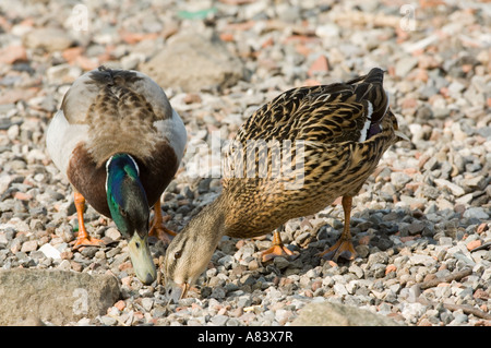 Il germano reale (Anas platyrhynchos) Coppia adulta, alimentazione tra le pietre a bordo shore, uccelli acquatici Wildlife Trust Lancashire England Regno Unito Foto Stock