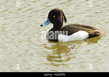 Moretta (Aythya fuligula) maschio adulto su acqua in allevamento piumaggio aprile London Wetland Centre, Regno Unito, Europa Foto Stock
