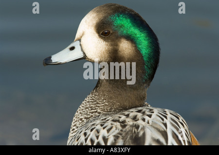 Chiloe Wigeon (Anas sibilatrix) maschio, London Wetland Centre WWT UK, distribuiti attraverso il Sud America Foto Stock