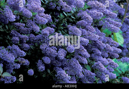 Ceanothus i cieli italiani Foto Stock