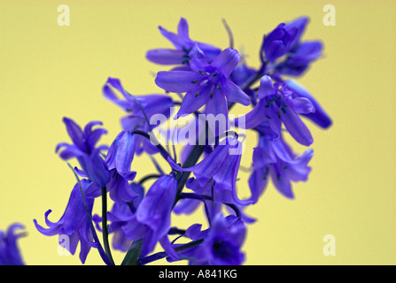 Bluebell fiori con sfondo giallo Foto Stock