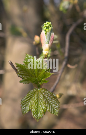 Bocciolo di ippocastano apertura ad albero in fiore con close up di foglie, Suffolk, Inghilterra Aprile 2007 Foto Stock