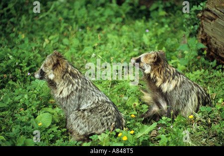 Due i cani procioni sul prato Nyctereutes procyonoides Foto Stock