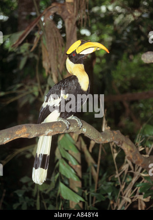 Great Indian hornbill sul ramo Buceros simum Foto Stock