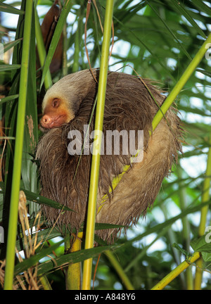 Due dita bradipo Choloepus didactylus Foto Stock