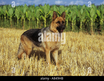 Pastore Tedesco. Cane adulto in piedi sul campo di stoppie Foto Stock