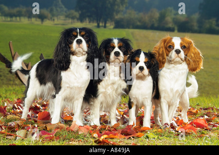 Due Cavalier King Charles Épagneuls con due cuccioli in piedi sul prato Foto Stock