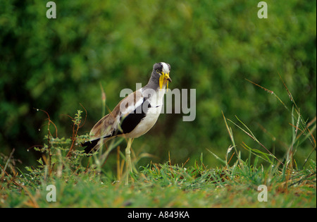 White Crowned Plover Vanellus albiceps Foto Stock