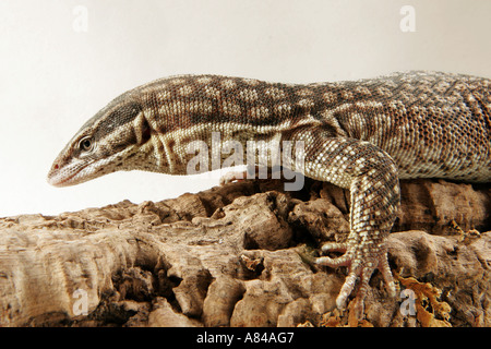 Spinosa codato monitor pigmeo Varanus acanthurus Foto Stock