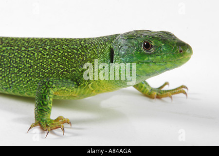 Lizard Verde Europeo (Lacerta Viridis). Immagine dello studio su sfondo bianco Foto Stock