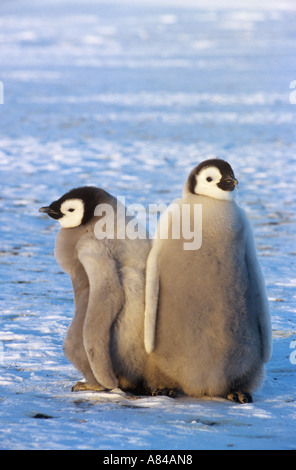 Pinguini imperatore - due cuccioli / aptenodytes forsteri Foto Stock