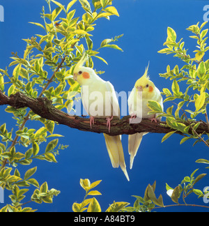 Due cockatiels sul ramo Foto Stock