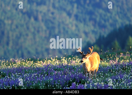 Nero buck codato posa in fiori selvatici Hurricane Ridge il parco nazionale di Olympic Washington Foto Stock