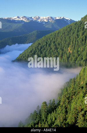 Forest che si eleva al di sopra della nebbia Hurricane Ridge in background Lookout Rock Cuore delle Colline Road Parco nazionale di Olympic Washington Foto Stock