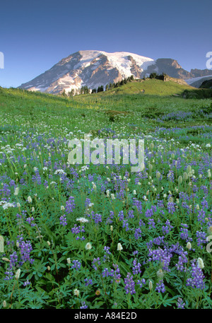 Alba sul prato di fiori selvaggi e Mount Rainier Edith Creek Basin Paradise Mt Rainier National Park Washington Foto Stock