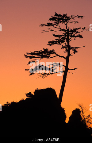 Stack del mare nella baia di Tillamook silohuetted contro il tramonto Garibaldi Oregon Foto Stock