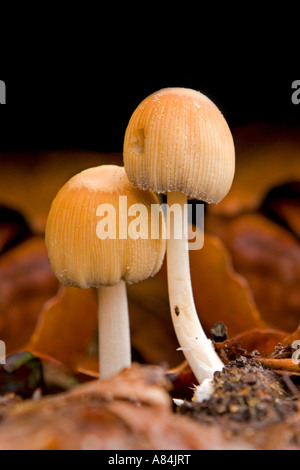 Una coppia di Coprinus Micaceus Foto Stock